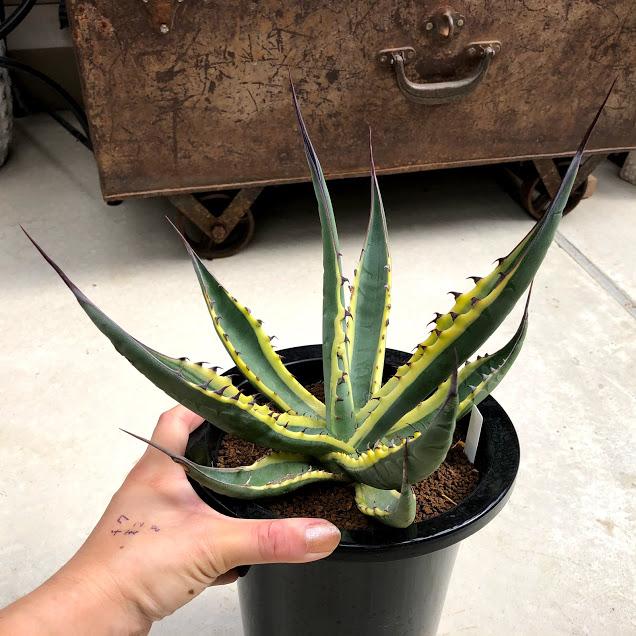 多肉植物：アガベ スカブラショートリーフ錦 覆輪*幅15cm 現品！一品