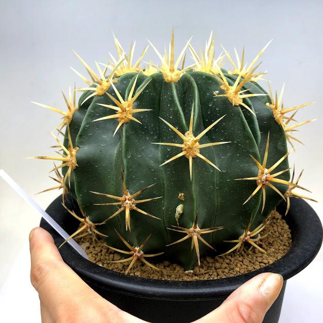 サボテン：フェロカクタス 文鳥丸*幅15cm 現品！一品限り : 遊恵盆栽