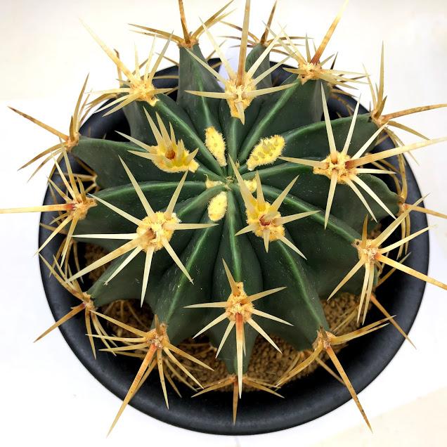 サボテン：フェロカクタス 文鳥丸*幅13cm 現品！一品限り : 遊恵盆栽