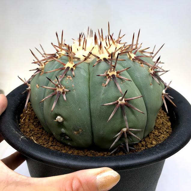サボテン：エキノカクタス 太平丸*幅13cm 現品！一品限り ※傷あり