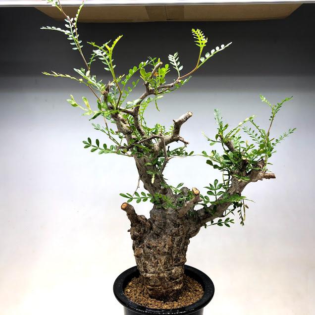 サボテン 多肉植物 遊恵盆栽 店のコーデックス パキポディウム デンシフローラム 葉幅23ｃｍ 現品 一品限り S9859vならショッピング ランキングや口コミも豊富なネット通販 更にお得なpaypay残高も スマホアプリも充実で毎日どこからでも気になる商品をその場でお