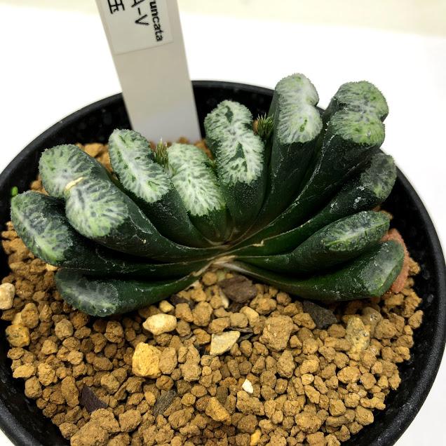 国産 多肉植物 ハオルチア 玉扇ニシ氏ａ ｖ 玉扇白玉 幅6ｃｍ 現品 一品限り 好評 Altammamfactory Com Jo