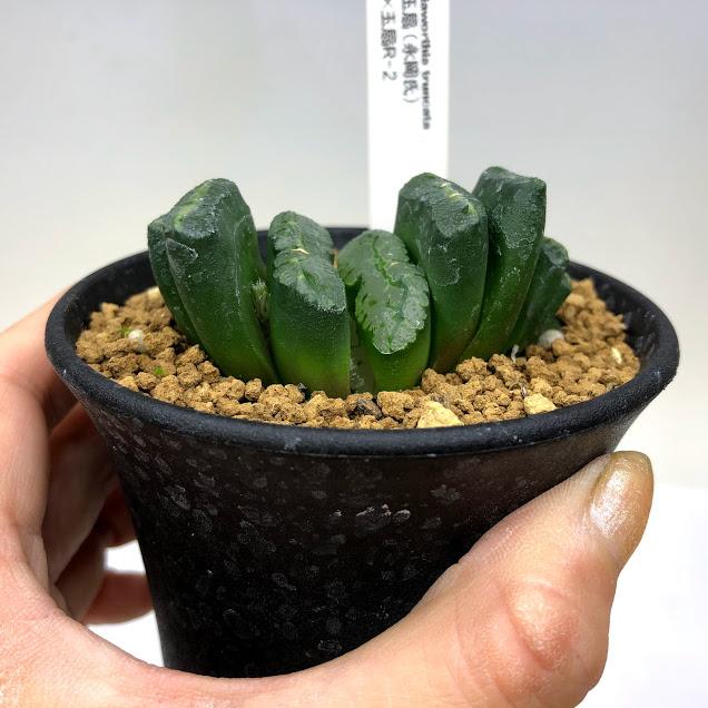 数量は多 多肉植物 ハオルチア 玉扇永岡氏 玉扇ｒ 2 幅6ｃｍ 現品 一品限り 豪華 Www Technet 21 Org