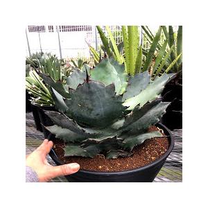 アガベシリーズ・アガベ属・チタノタモンストローサinわけけのお店 アガベシリーズ・アガベ属・チタノタモンストローサinわけけのお