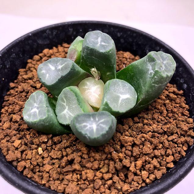 多肉植物：ハオルチア 万象 塚原氏カキコ*幅5cm 現品！一品限り