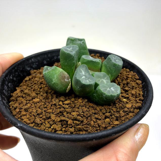 多肉植物：ハオルチア 万象 塚原氏カキコ*幅5cm 現品！一品限り