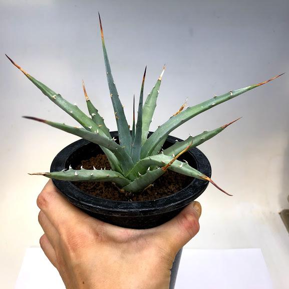 多肉植物：アガベ ユタエンシス ネバデンシス 青磁炉*幅17cm 現品