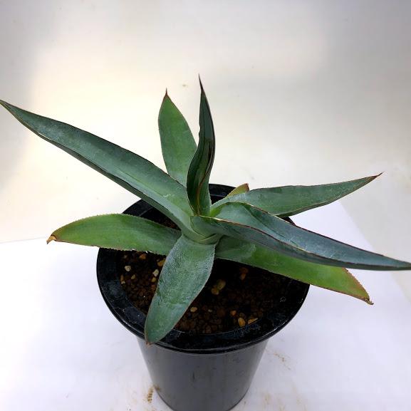 多肉植物 アガベ クリソグロッサ 幅ｃｍ 現品 一品限り S96v 遊恵盆栽 Yahoo 店 通販 Yahoo ショッピング