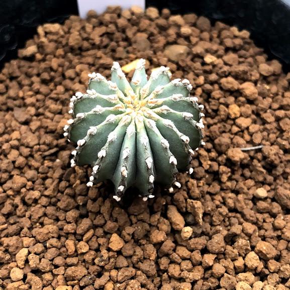 サボテン:ゲオヒントニア メキシカーナ 実生*幅2.5cm 現品 サボテン:ゲオヒントニア メキシカーナ 実生*幅2.5cm 現品