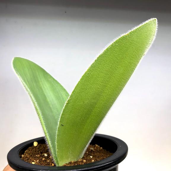 球根植物： ハエマンサス ヒルスタス*葉幅19cm 現品！一品限り : 遊恵