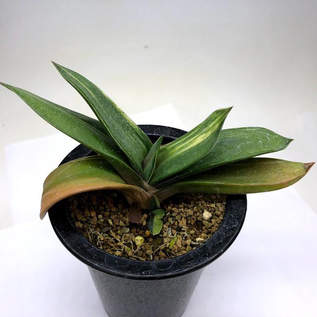 ガステリア・大型ピランシー錦(糊斑) ガステリア ピランシー錦 Gasteria pillansii 'Variegata
