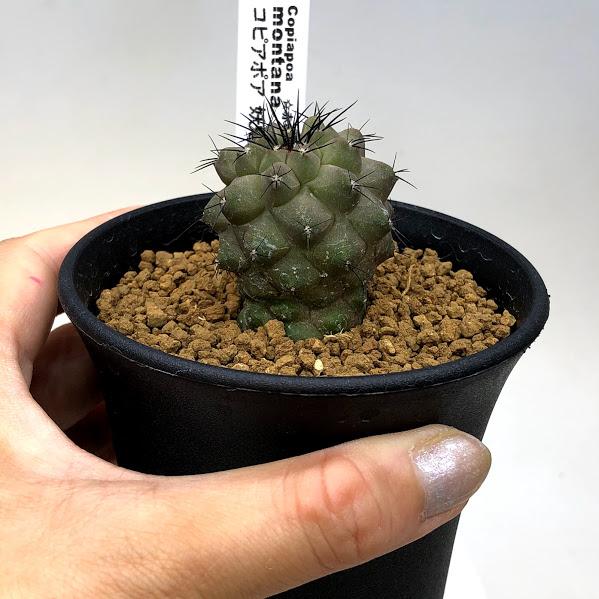 サボテン：コピアポア 妖鬼玉*幅3.5cm 現品！一品限り ☆赤松実生