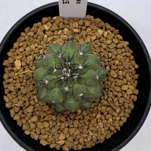 サボテン：コピアポア 妖鬼玉*幅3.5cm 現品！一品限り ☆赤松実生