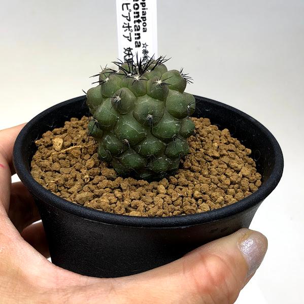 サボテン:コピアポア 妖鬼玉*幅3.5cm 現品!一品限り ☆赤松 サボテン:コピアポア 妖鬼玉*幅3.5cm 現品!一品限り ☆赤松