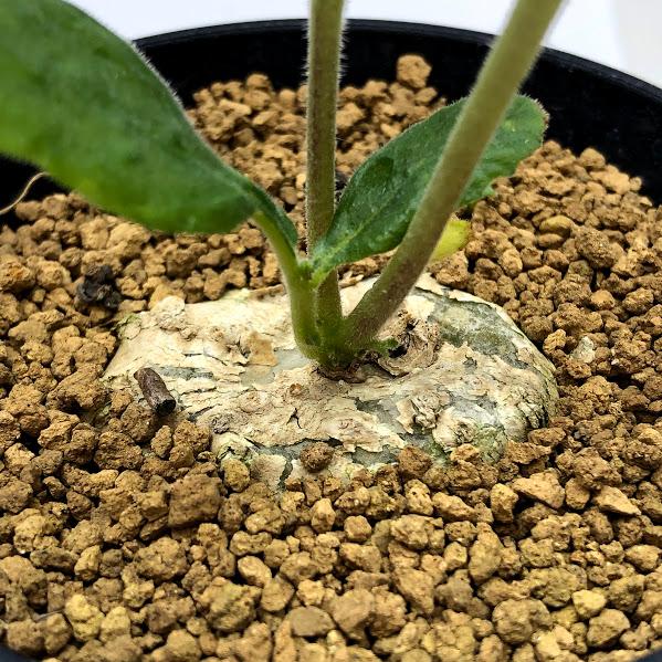 コーデックス：ドルステニア クスピダータ*塊根幅4cm 現品！一品限り