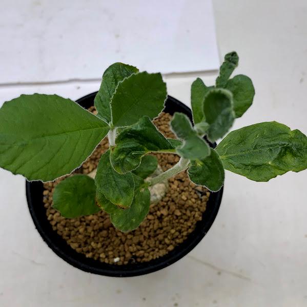 コーデックス：ドルステニア クスピダータ*塊根幅4cm 現品！一品限り