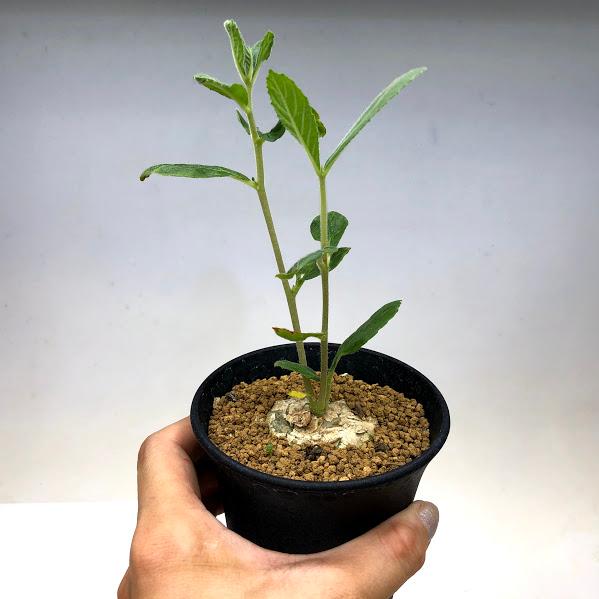 コーデックス：ドルステニア クスピダータ*塊根幅4cm 現品！一品限り