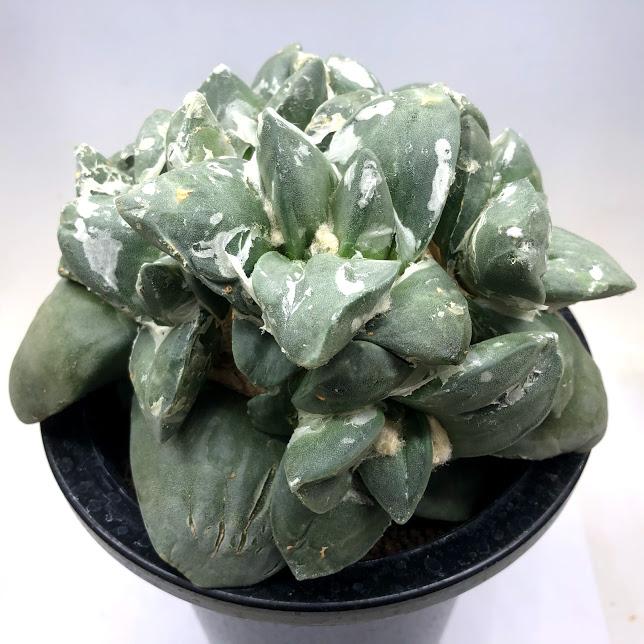 サボテン アリオカルプス 玉牡丹 台付 幅19ｃｍ 現品 一品限り S9934v 遊恵盆栽 Yahoo 店 通販 Yahoo ショッピング