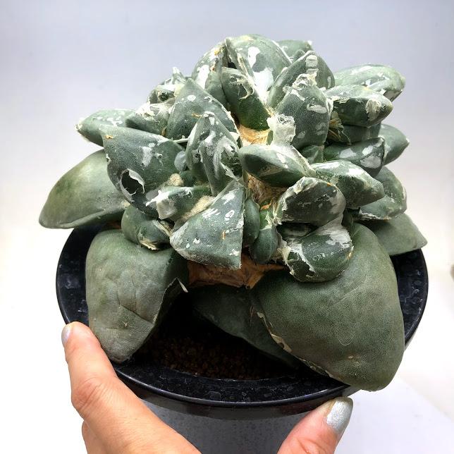サボテン：アリオカルプス 玉牡丹 台付*幅19cm 現品！一品限り