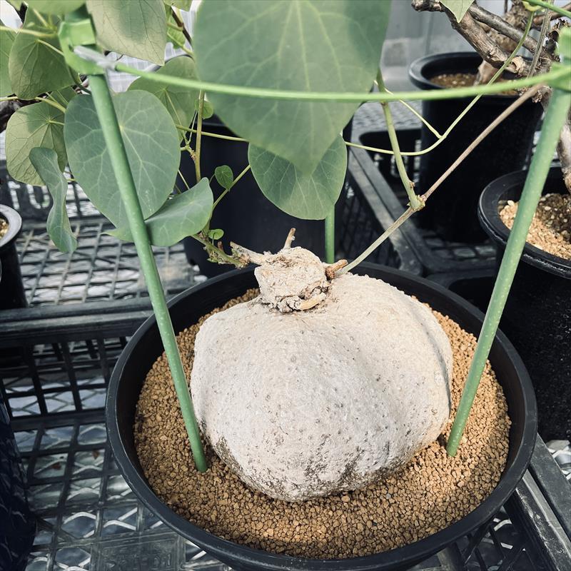 a72美株 ステファニア スベローサ 塊根植物 コーデックス Stephania ステファニア：スベローサ 3.5号鉢植え* の通販 | 園芸ネット