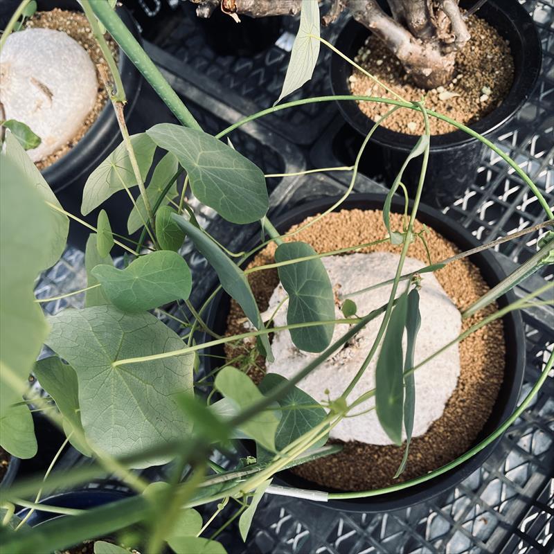 コーデックス：ステファニア スベローサ*塊根幅17cm 現品！一品限り