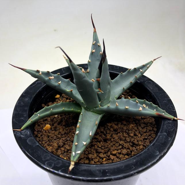 アガベ　ユタエンシス　カイバベンシス錦　斑入り 在庫1点 アガベ ユタエンシス カイバベンシス錦 斑入り 大株