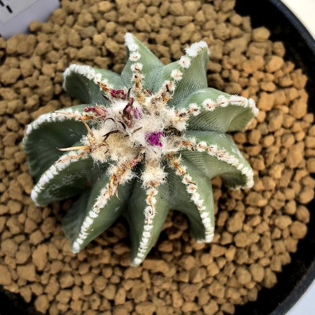 アズテキウム　ヒントニー　現地球 ヒントニー古株現地球type 輸入球3頭根連なり実根 A2767