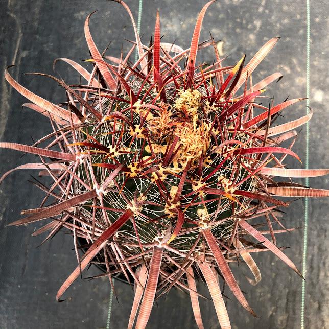 サボテン：フェロカクタス 神仙玉*幅13cm 現品！一品限り
