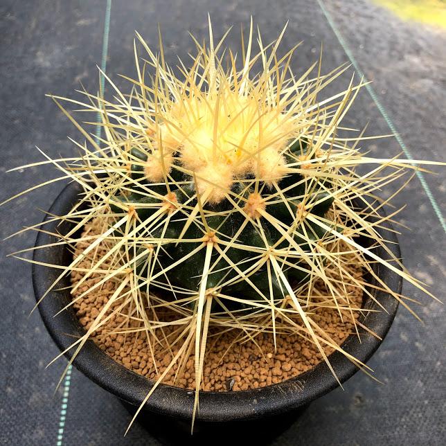 サボテン：エキノカクタス サカテカス金鯱*幅9cm 現品！一品限り