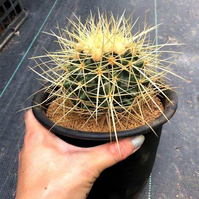 サボテン：エキノカクタス サカテカス金鯱*幅9cm 現品！一品限り