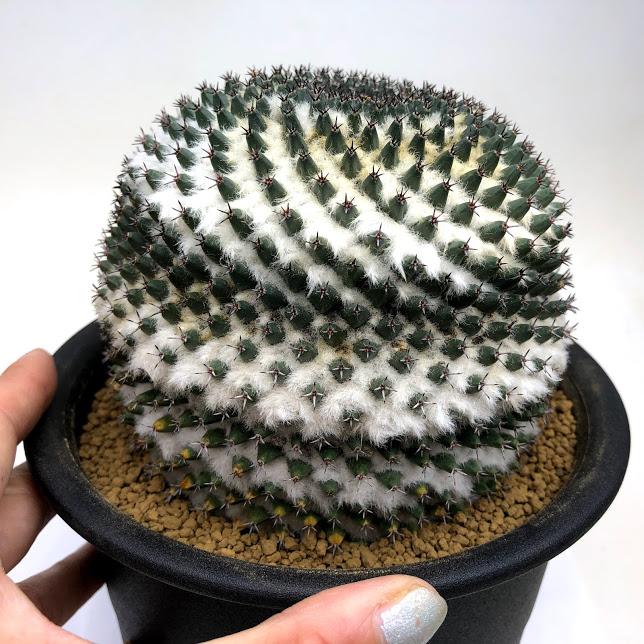サボテン：マミラリア 景清 実生*幅12cm 現品 一品限り : 遊恵盆栽