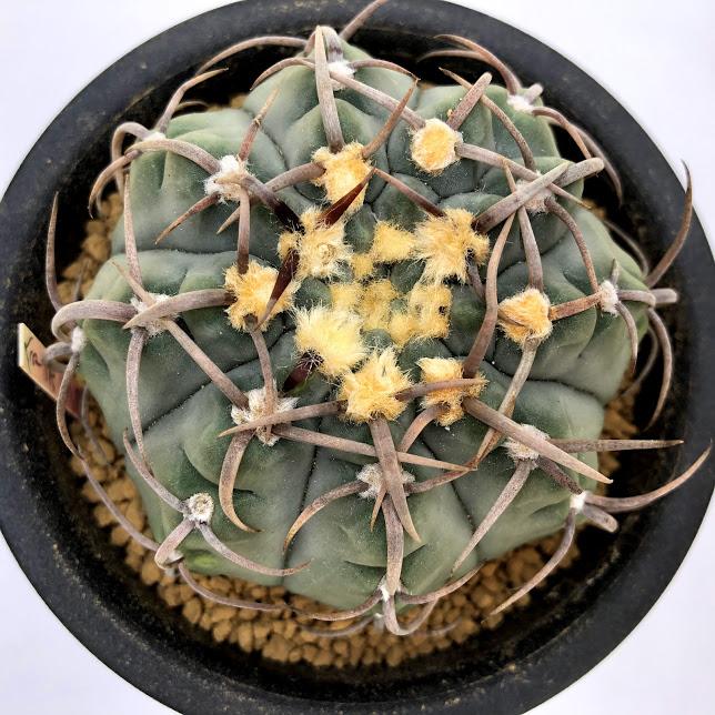 サボテン:ギムノカリキウム バッテリー*L 幅7.5cm : 遊恵盆栽 サボテン:ギムノカリキウム バッテリー*L 幅7.5cm : 遊恵盆栽