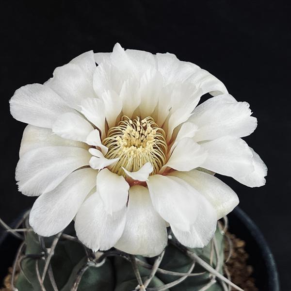 サボテン：ギムノカリキウム 長刺バッテリー 実生*幅6cm : 遊恵盆栽