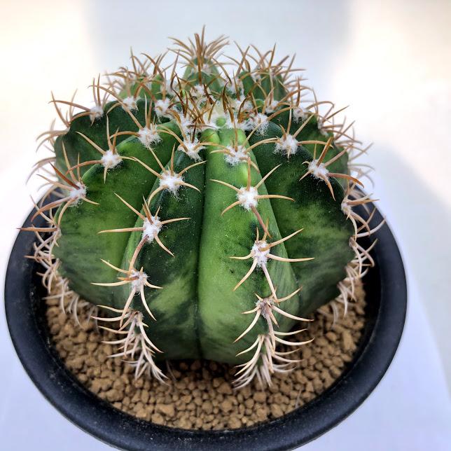 サボテン：メロカクタス マタンザナス 魔雲錦*幅8cm 現品！一品限り