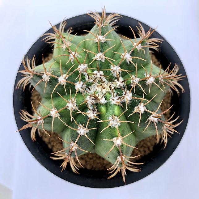 サボテン：メロカクタス マタンザナス 魔雲錦*幅8cm 現品！一品限り