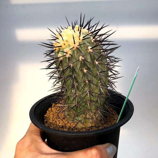 サボテン コピアポア 黒王丸 自根 幅5 5cm 現品 一品限り S99v 遊恵盆栽 Yahoo 店 通販 Yahoo ショッピング