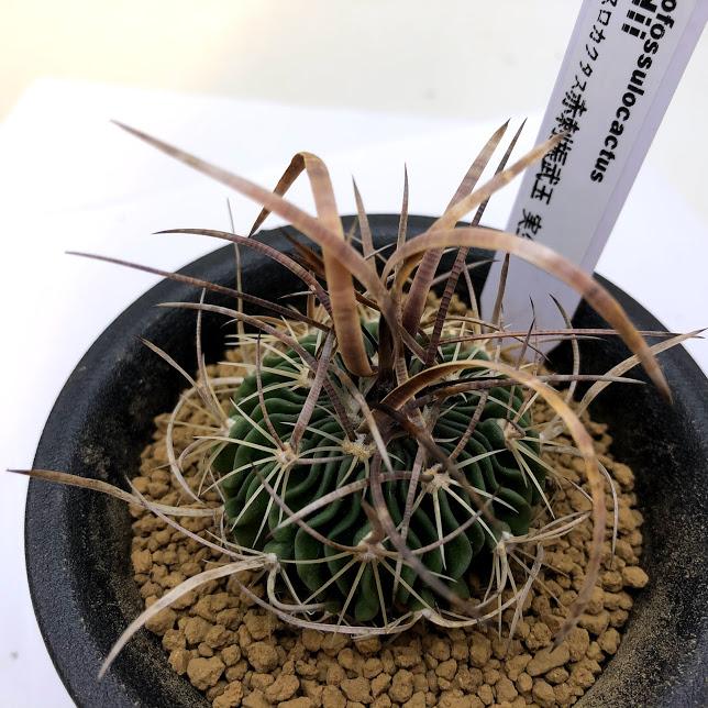 サボテン：エキノフォスロカクタス 赤刺振武玉 実生*幅4.5cm : 遊恵