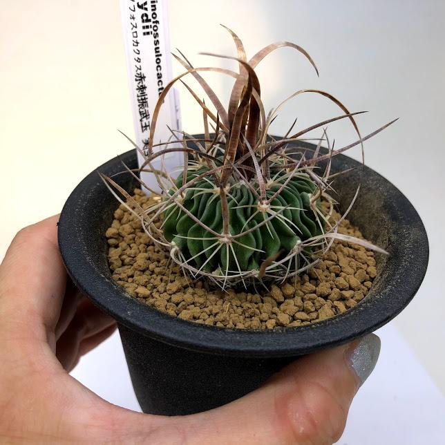 サボテン：エキノフォスロカクタス 赤刺振武玉 実生*幅4.5cm : 遊恵