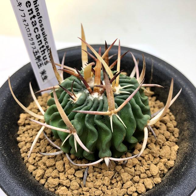 サボテン：エキノフォスロカクタス 五刺玉 実生*幅4.5cm : 遊恵盆栽
