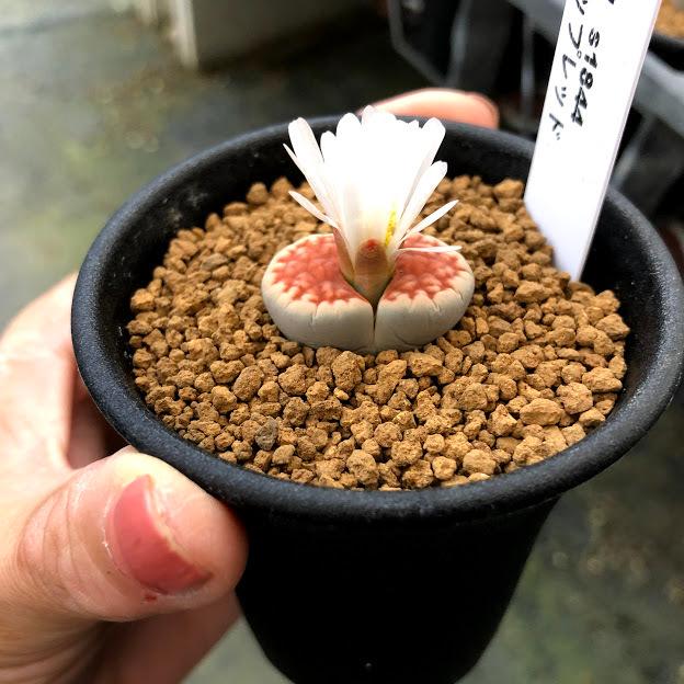 多肉植物:リトープス トップレッド*幅2cm : 遊恵盆栽 Yahoo!店 多肉植物:リトープス トップレッド*幅2cm : 遊恵盆栽 Yahoo!店