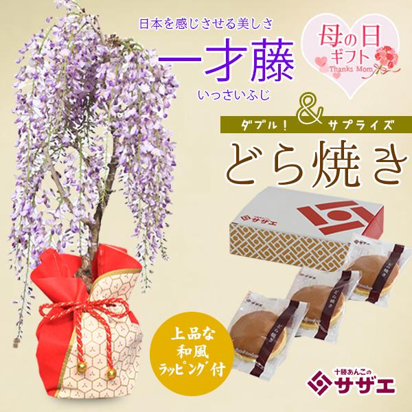 遅れてごめんね母の日ギフト 2026 おすすめ：母の日開花藤＆どら焼きセット*プレゼント鉢植え 鉢花スイーツ花 さくらbonsai（Yahoo!・遊恵盆栽　Yahoo!店）