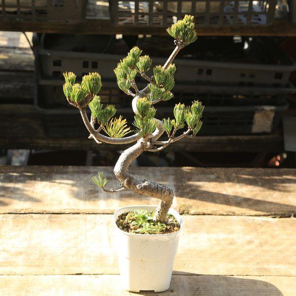 五葉松盆栽(3) 至高の小品 五葉松の盆栽を販売｜盆栽妙 – 盆栽妙 本店