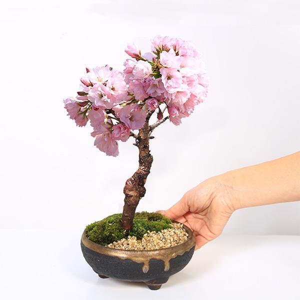 桜盆栽:旭山桜*<信楽焼黒イブシ金彩鉢>苔と砂付き(2025年春 桜盆栽:旭山桜*<信楽焼黒イブシ金彩鉢>苔と砂付き(2025年春