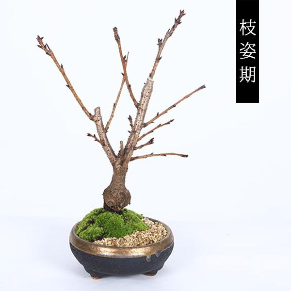 桜盆栽：旭山桜*＜信楽焼黒イブシ金彩鉢＞苔と砂付き(2026年開花終了