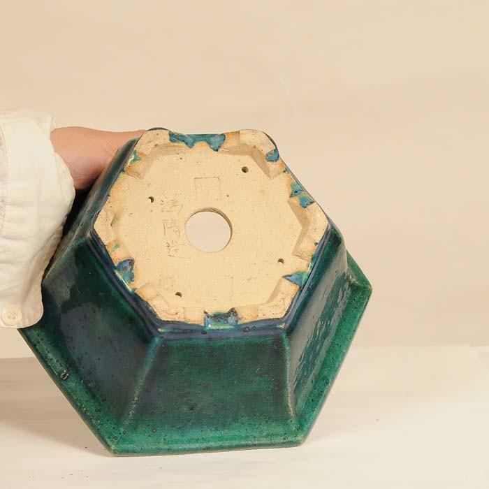 盆栽小鉢：こう草(鴻陽) 六角鉢 22.0cm *現品もの 資材 : 遊恵盆栽