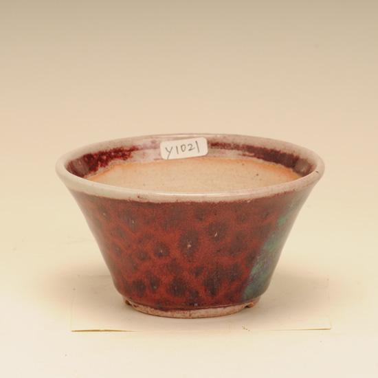 盆栽小鉢：樹晃（鴻陽） (丸鉢 11cm)*資材 : 遊恵盆栽 Yahoo!店 - 通販