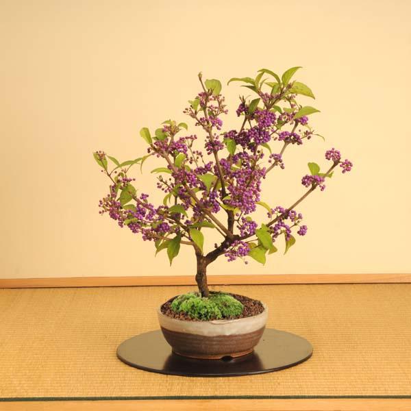 中品盆栽：紫式部(信楽焼鉢)*実物秋あきbonsai : 遊恵盆栽 Yahoo!店