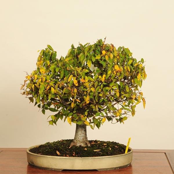数量限定 特売 小品盆栽 欅 けやき 一品限り 現品物 Y 遊恵盆栽 Yahoo 店 通販 Yahoo ショッピング 受賞店舗 Www Maxipiso Com Ar