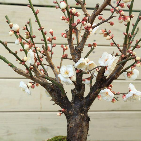 盆栽：白梅(大)（萬古焼変形鉢）*＜2026年早春開花予定＞ぼんさい