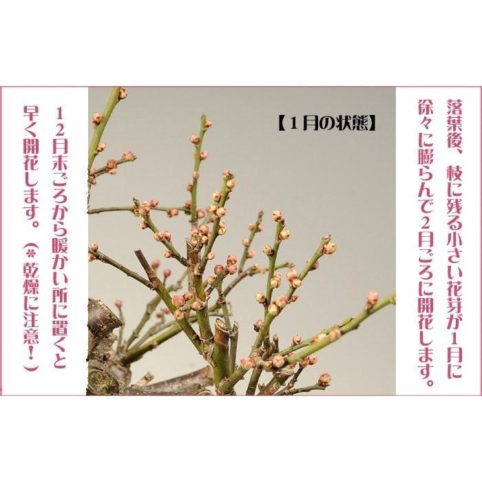 盆栽：白梅(大)（萬古焼変形鉢）*＜2026年開花終了＞ぼんさい ボンサイ
